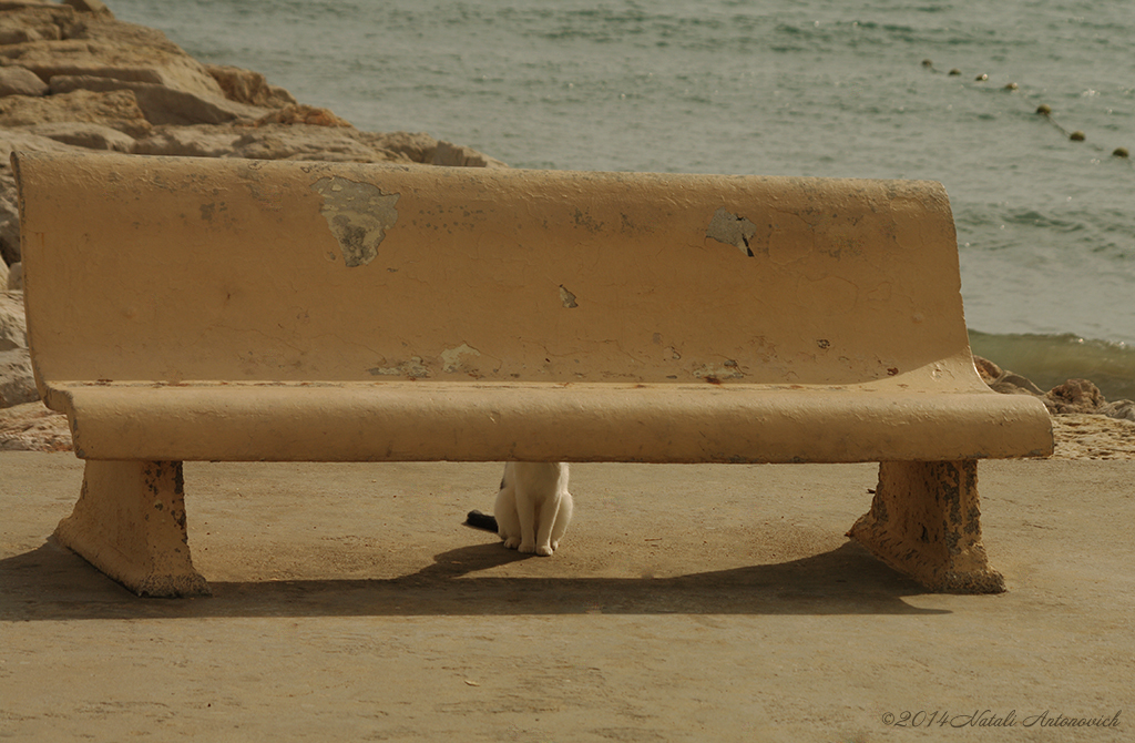 Album "Bild ohne Titel" | Fotografiebild "Sitges. Katalonien. Spanien" von Natali Antonovich im Sammlung/Foto Lager.