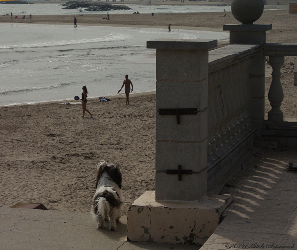 Album "Image sans titre" | Image de photographie "Sitges. Catalogne. Espagne" de Natali Antonovich en photostock.