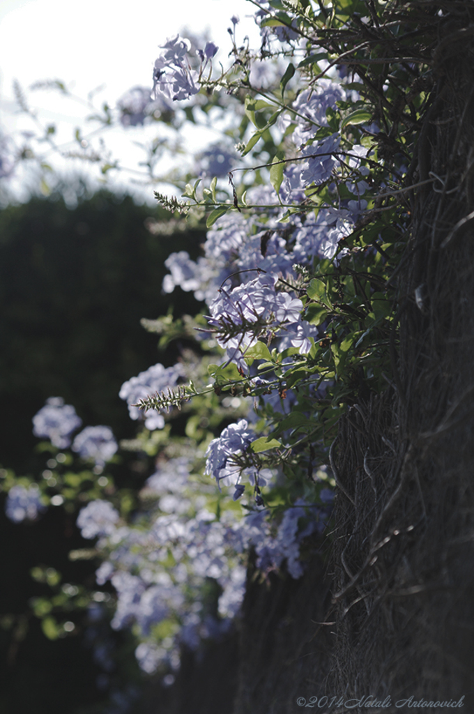 Album "Bild ohne Titel" | Fotografiebild "Blumen" von Natali Antonovich im Sammlung/Foto Lager.