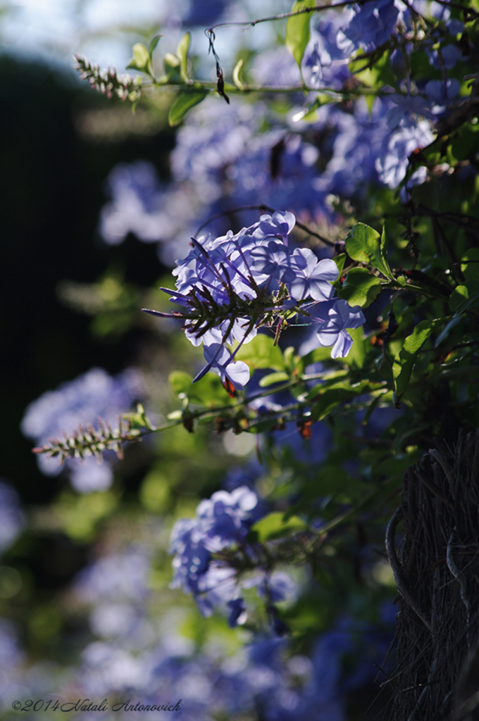 Album "Bild ohne Titel" | Fotografiebild "Blumen" von Natali Antonovich im Sammlung/Foto Lager.