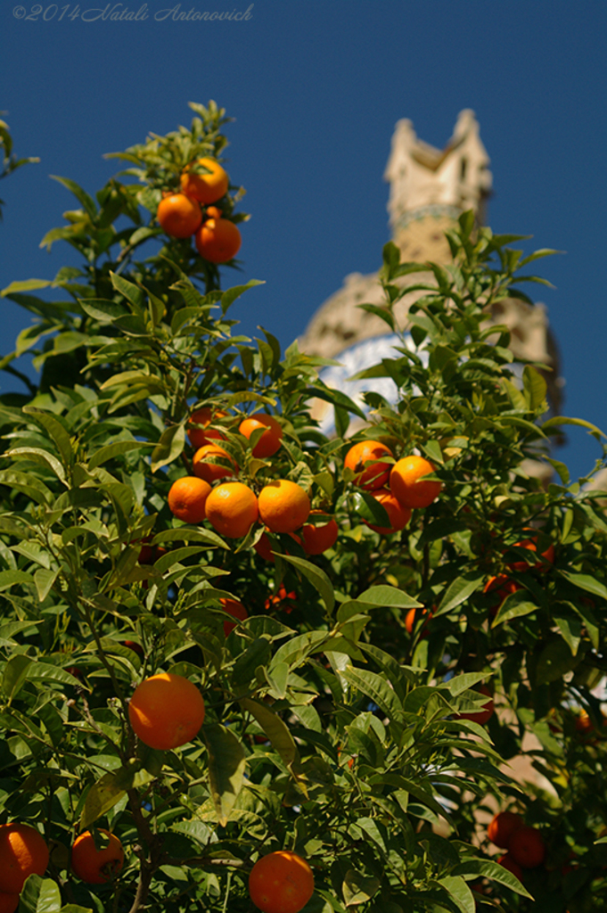 Album "Afbeelding zonder titel" | Fotografie afbeelding " Barcelona" door Natali Antonovich in Archief/Foto Voorraad.