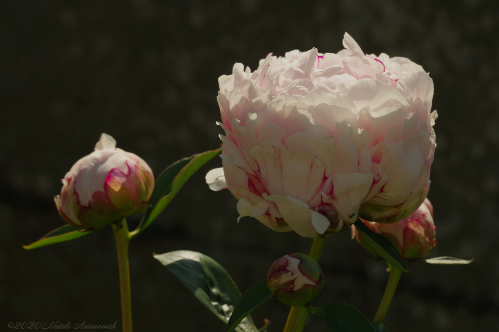 Album "Bild ohne Titel" | Fotografiebild "Blumen" von Natali Antonovich im Sammlung/Foto Lager.