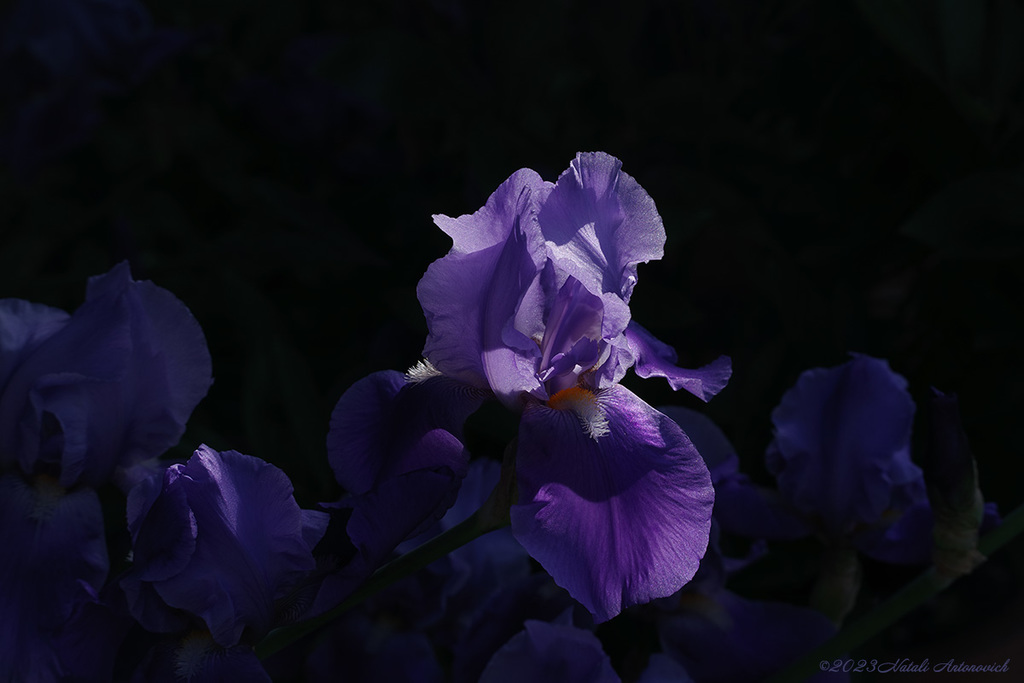 Album "Afbeelding zonder titel" | Fotografie afbeelding "Bloemen" door Natali Antonovich in Archief/Foto Voorraad.