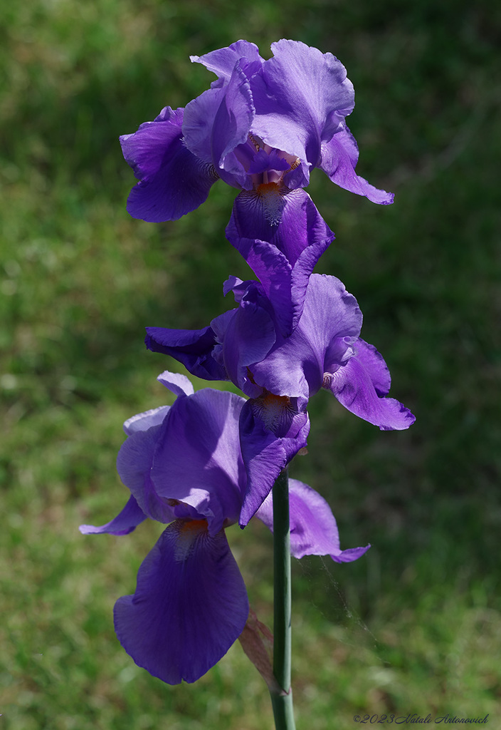 Album "Afbeelding zonder titel" | Fotografie afbeelding "Bloemen" door Natali Antonovich in Archief/Foto Voorraad.