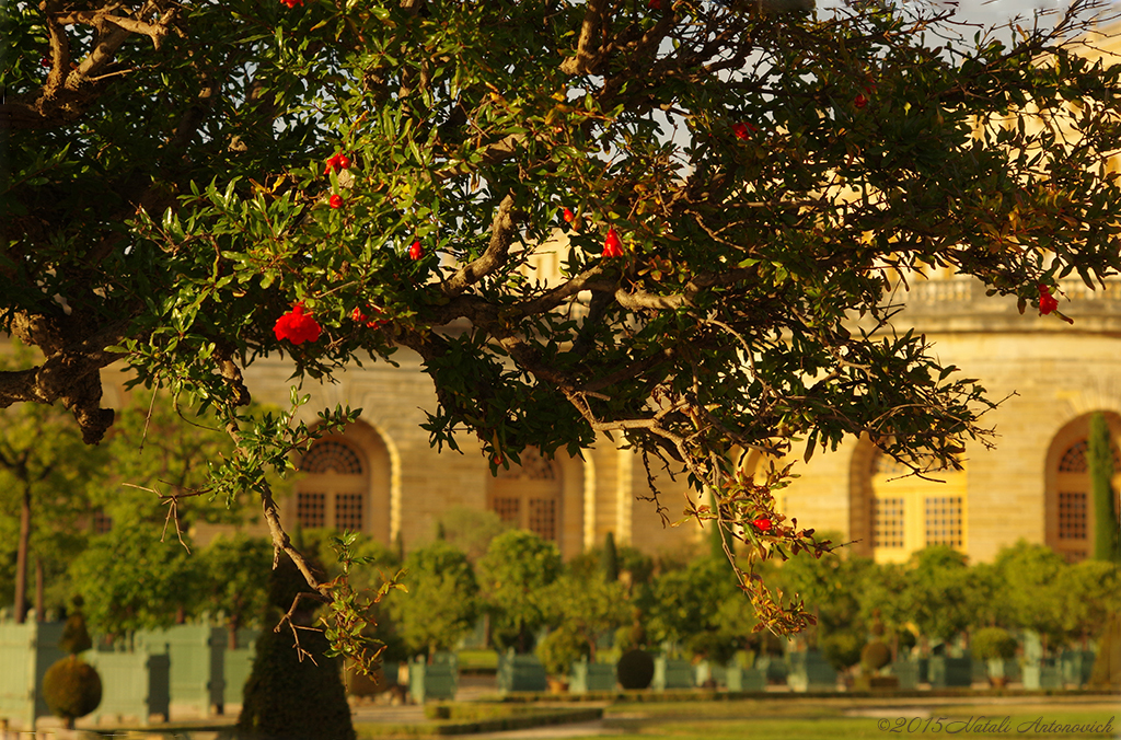 Album "Versailles" | Image de photographie "France" de Natali Antonovich en photostock.