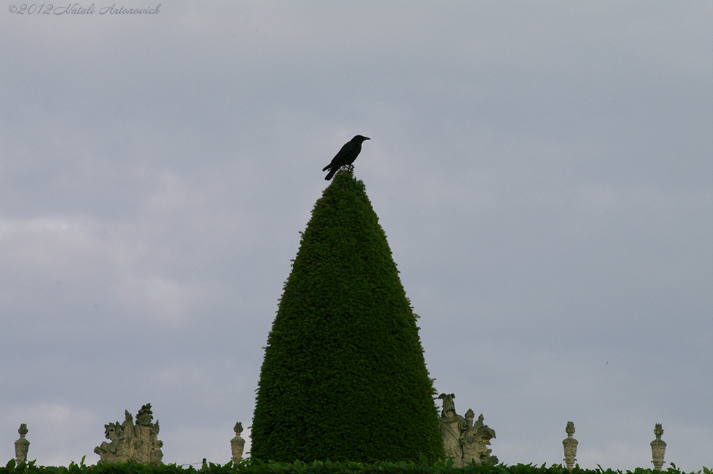 Album  "Versailles" | Photography image "Birds" by Natali Antonovich in Photostock.