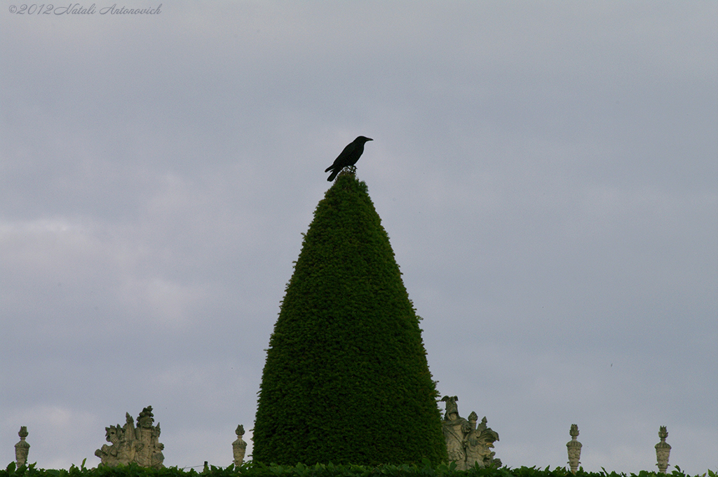 Album  "Versailles" | Photography image "Parallels" by Natali Antonovich in Photostock.