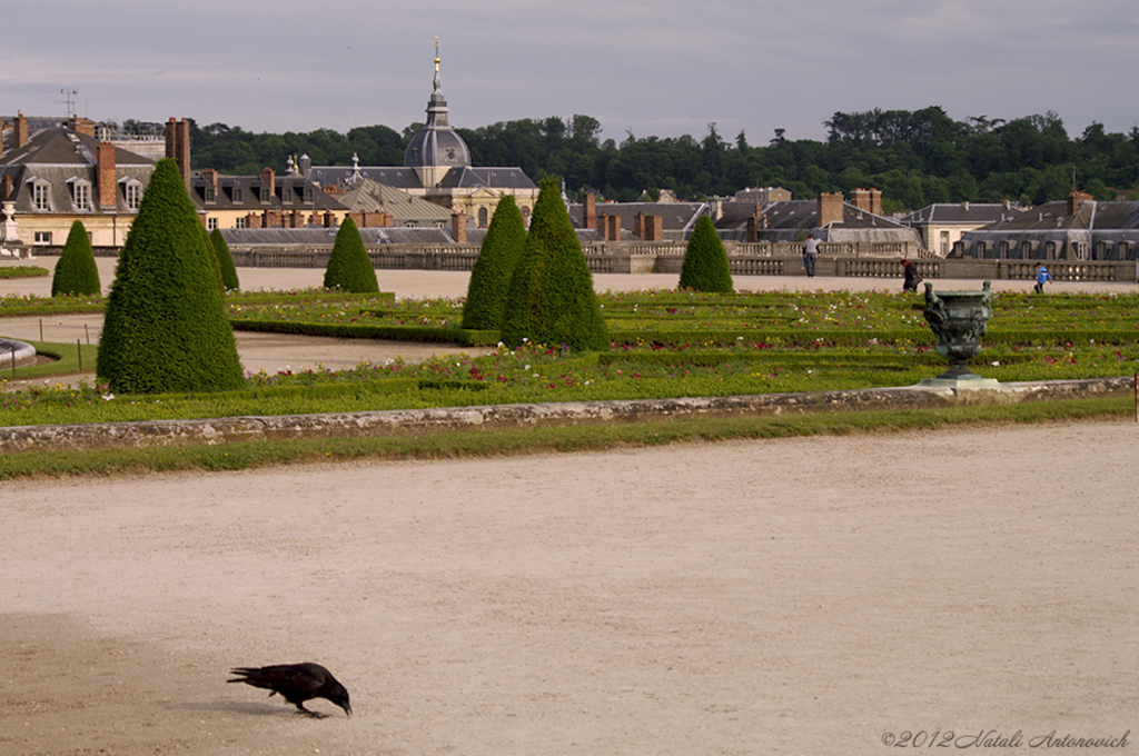 Album "Versailles" | Fotografie afbeelding "Vogels" door Natali Antonovich in Archief/Foto Voorraad.