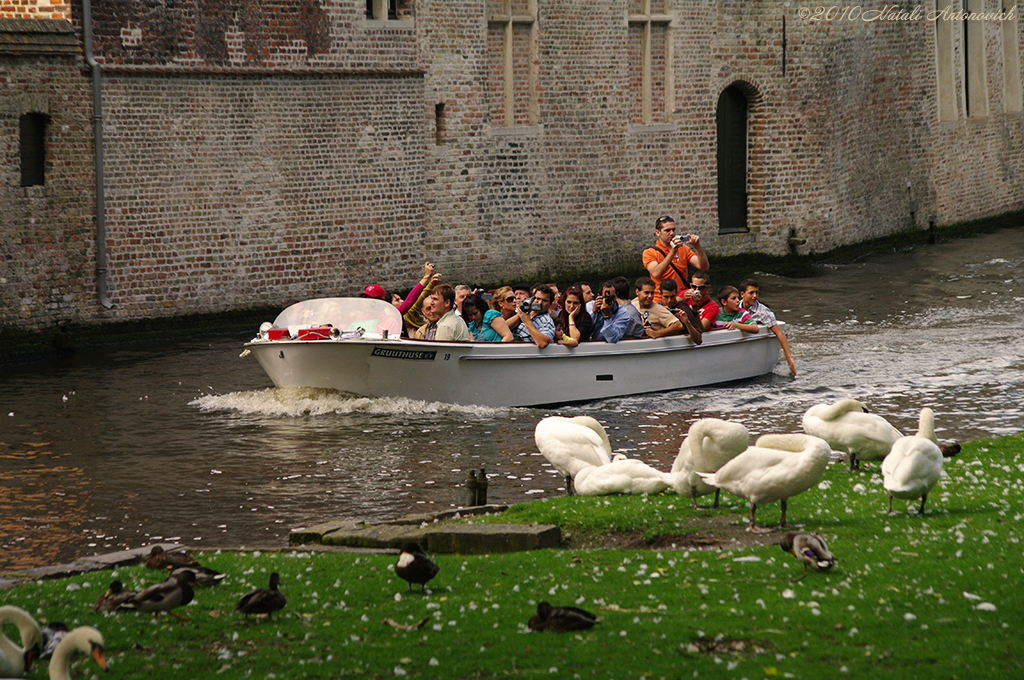 Album "Afbeelding zonder titel" | Fotografie afbeelding " Brugge" door Natali Antonovich in Archief/Foto Voorraad.