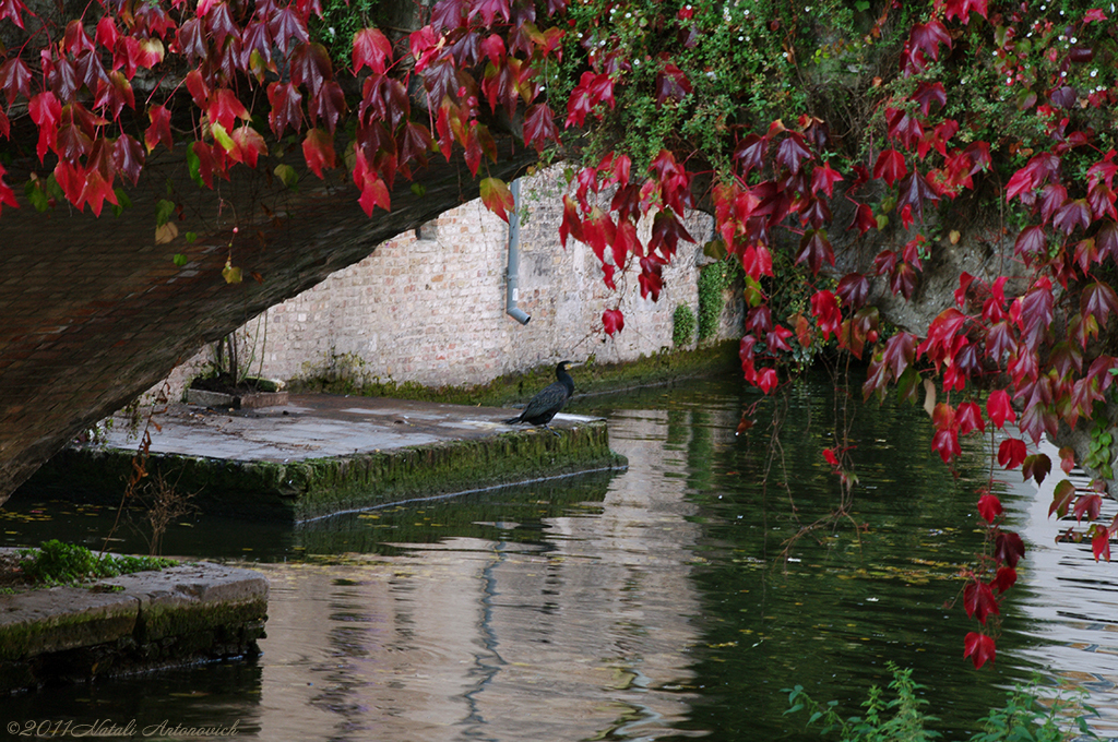 Album "Afbeelding zonder titel" | Fotografie afbeelding " Brugge" door Natali Antonovich in Archief/Foto Voorraad.