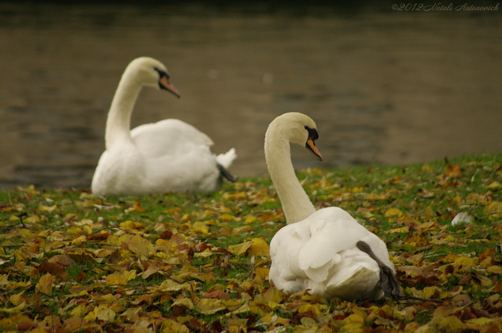 Album  "Image without title" | Photography image " Autumn" by Natali Antonovich in Photostock.