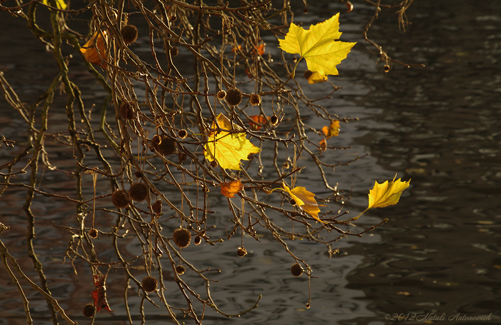 Album "Bild ohne Titel" | Fotografiebild "Herbst" von Natali Antonovich im Sammlung/Foto Lager.