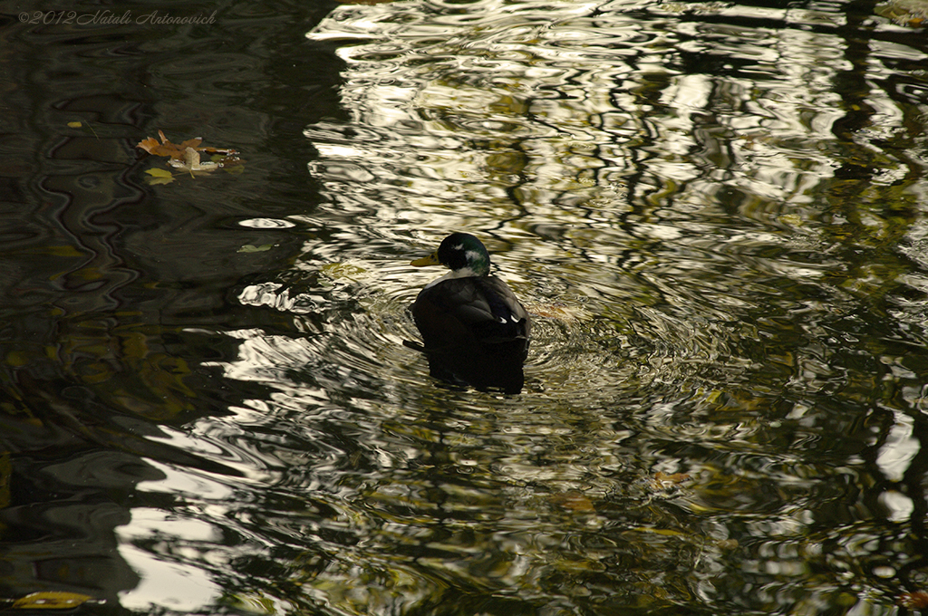 Album "Image sans titre" | Image de photographie " Bruges" de Natali Antonovich en photostock.