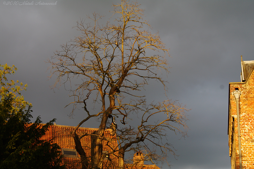 Album "Afbeelding zonder titel" | Fotografie afbeelding "Parallellen" door Natali Antonovich in Archief/Foto Voorraad.