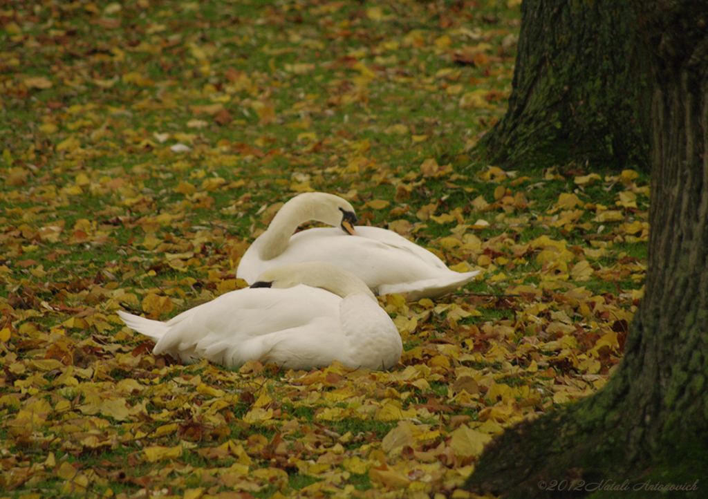 Album "Afbeelding zonder titel" | Fotografie afbeelding "Vogels" door Natali Antonovich in Archief/Foto Voorraad.