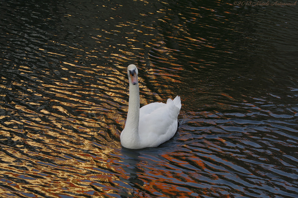 Album  "Image without title" | Photography image "Water Gravitation" by Natali Antonovich in Photostock.