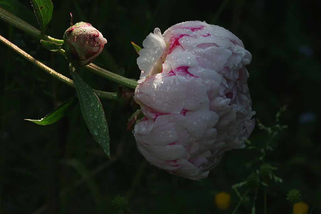 Album "Afbeelding zonder titel" | Fotografie afbeelding "Bloemen" door Natali Antonovich in Archief/Foto Voorraad.