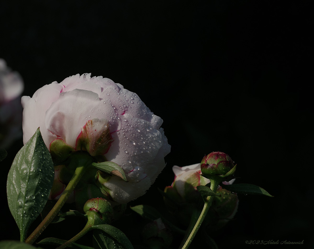 Album "Image sans titre" | Image de photographie "Fleurs" de Natali Antonovich en éditions limitées.