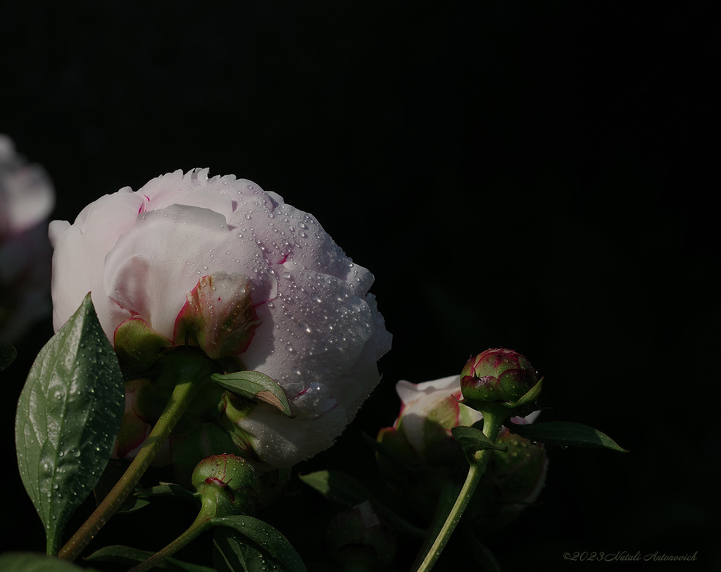 Album  "Image without title" | Photography image "Flowers" by Natali Antonovich in Photostock.