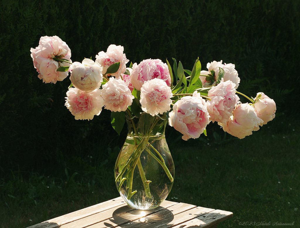 Album "Afbeelding zonder titel" | Fotografie afbeelding "Bloemen" door Natali Antonovich in Archief/Foto Voorraad.