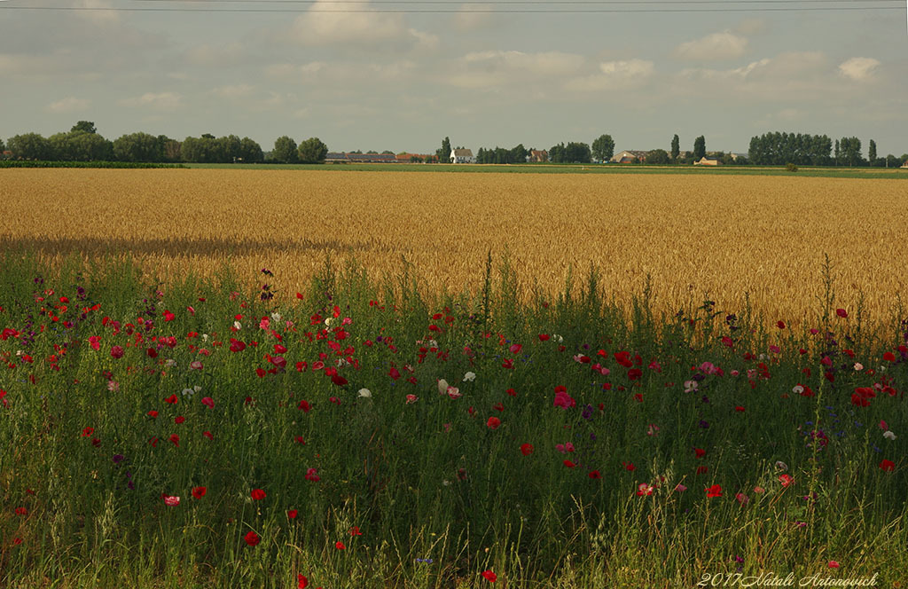 Album "Afbeelding zonder titel" | Fotografie afbeelding "Bloemen" door Natali Antonovich in Archief/Foto Voorraad.