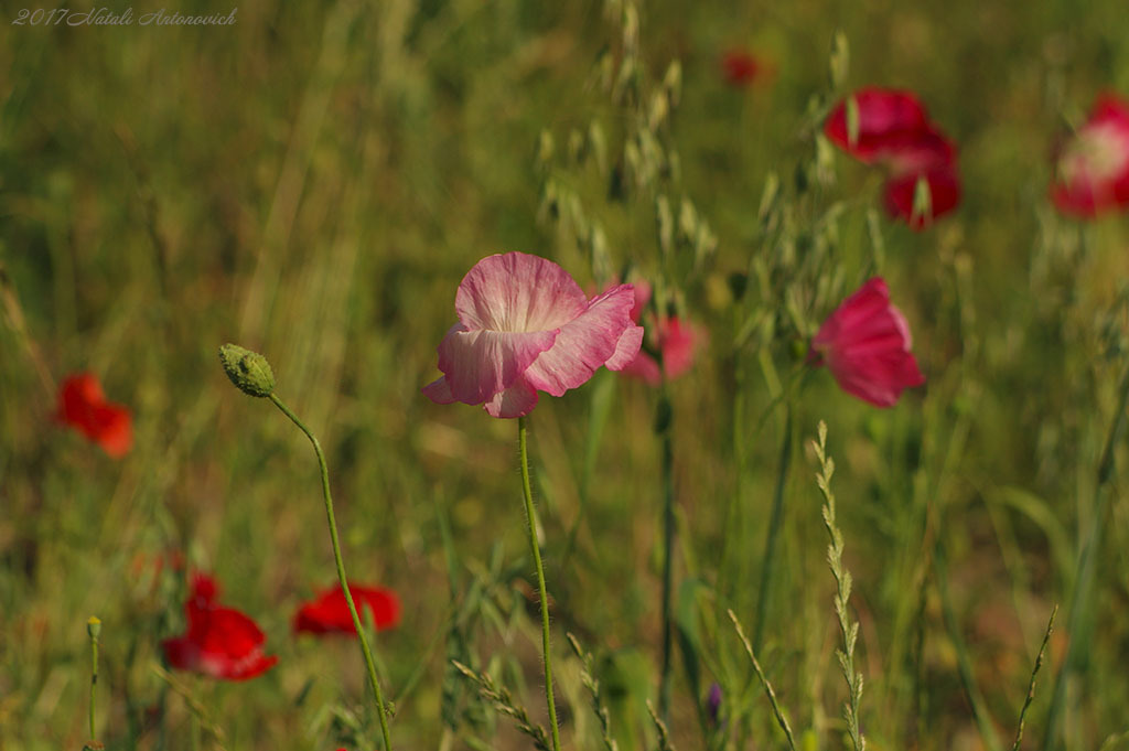 Album "Bild ohne Titel" | Fotografiebild "Blumen" von Natali Antonovich im Sammlung/Foto Lager.