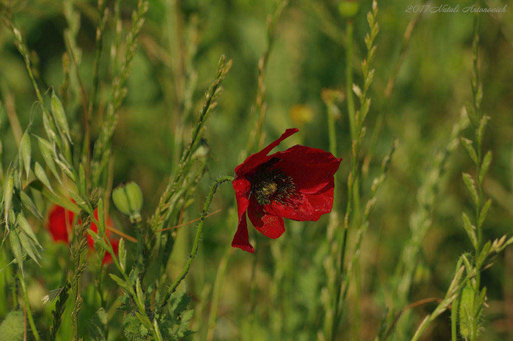 Album "Image sans titre" | Image de photographie "Fleurs" de Natali Antonovich en photostock.