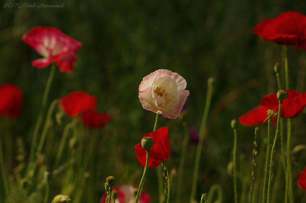 Photography image "Image without title" by Natali Antonovich | Photostock.