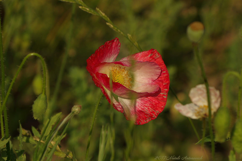 Album "Bild ohne Titel" | Fotografiebild "Blumen" von Natali Antonovich im Sammlung/Foto Lager.