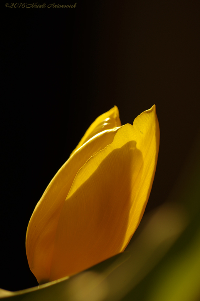 Album "Bild ohne Titel" | Fotografiebild "Blumen" von Natali Antonovich im Sammlung/Foto Lager.