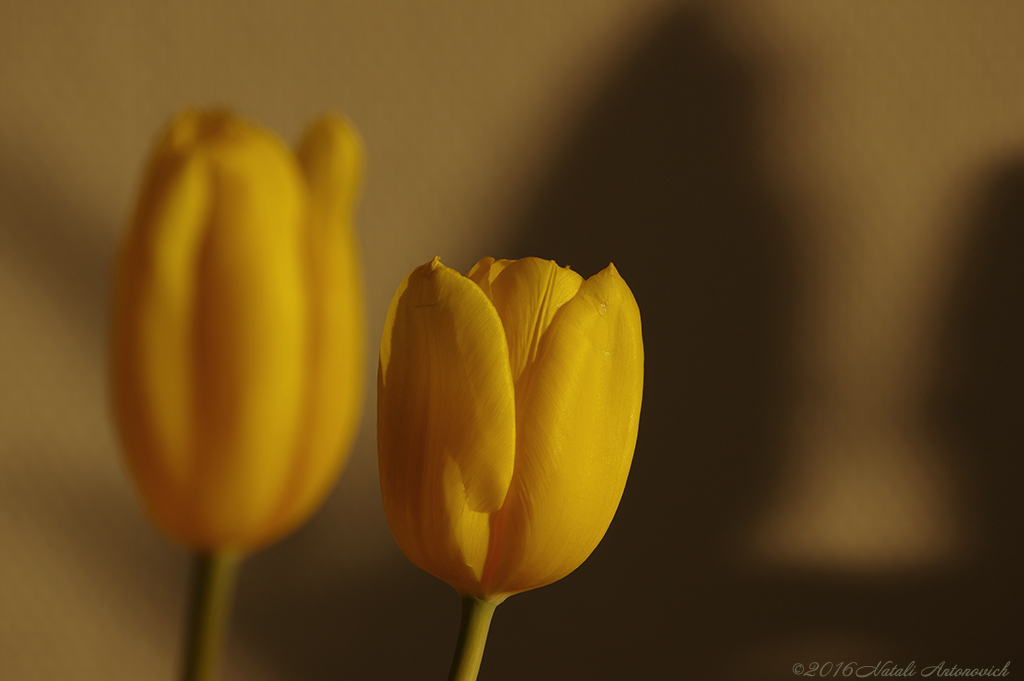 Album "Bild ohne Titel" | Fotografiebild "Blumen" von Natali Antonovich im Sammlung/Foto Lager.