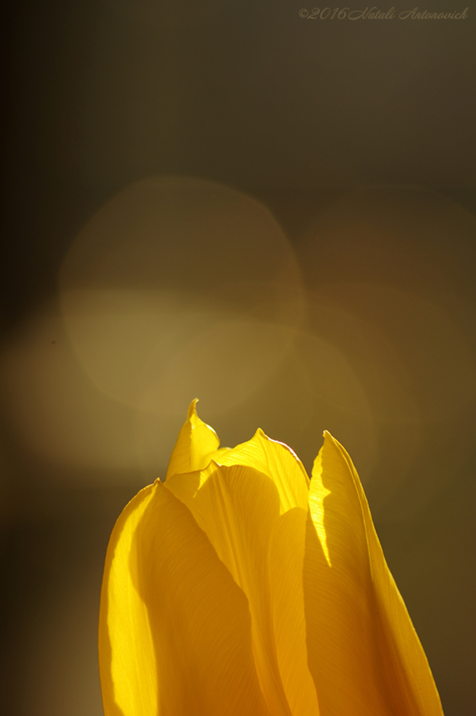 Album "Afbeelding zonder titel" | Fotografie afbeelding "Bloemen" door Natali Antonovich in Archief/Foto Voorraad.