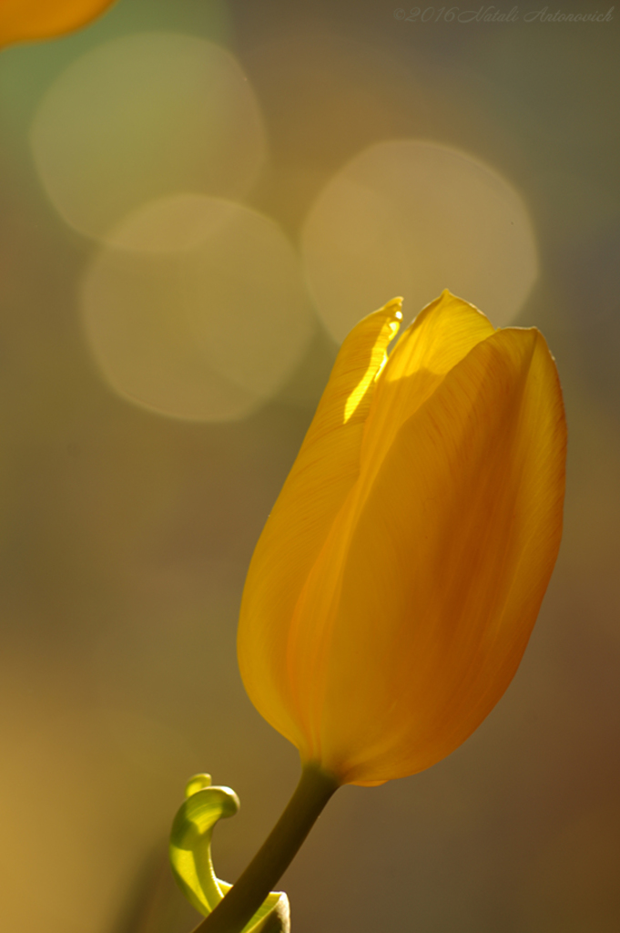 Album "Image sans titre" | Image de photographie "Fleurs" de Natali Antonovich en photostock.