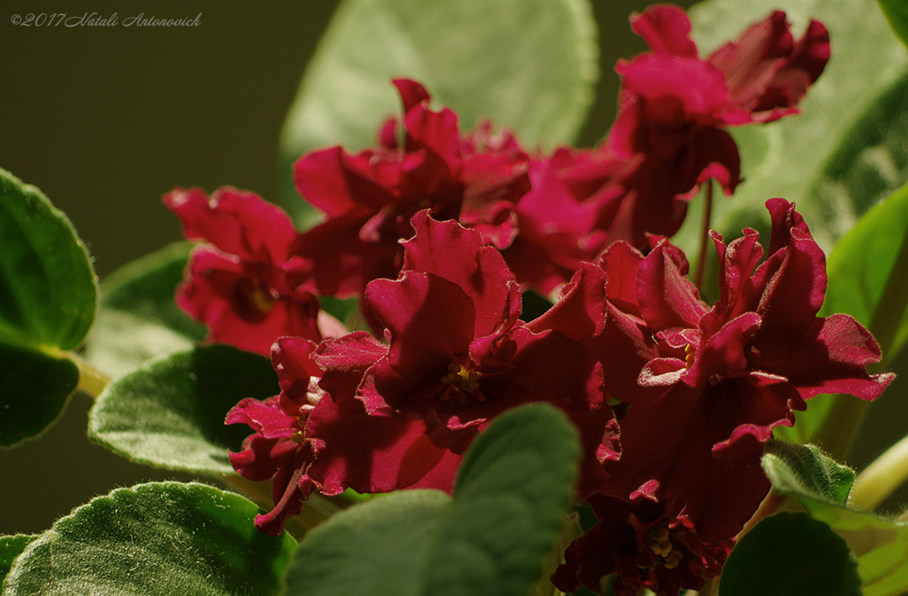 Album "Saintpaulia" | Image de photographie "Fleurs" de Natali Antonovich en photostock.