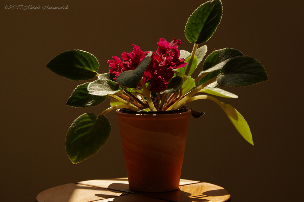 Album  "Saintpaulia" | Photography image "Flowers" by Natali Antonovich in Photostock.