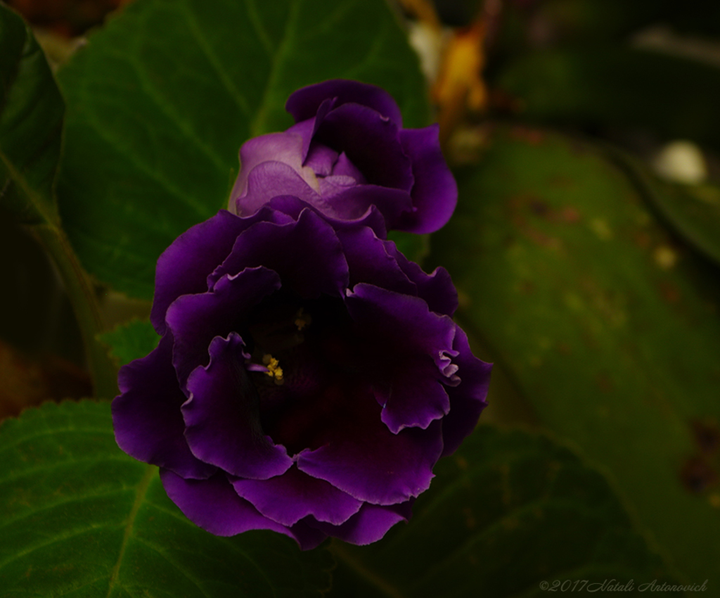 Album "Afbeelding zonder titel" | Fotografie afbeelding "Bloemen" door Natali Antonovich in Archief/Foto Voorraad.