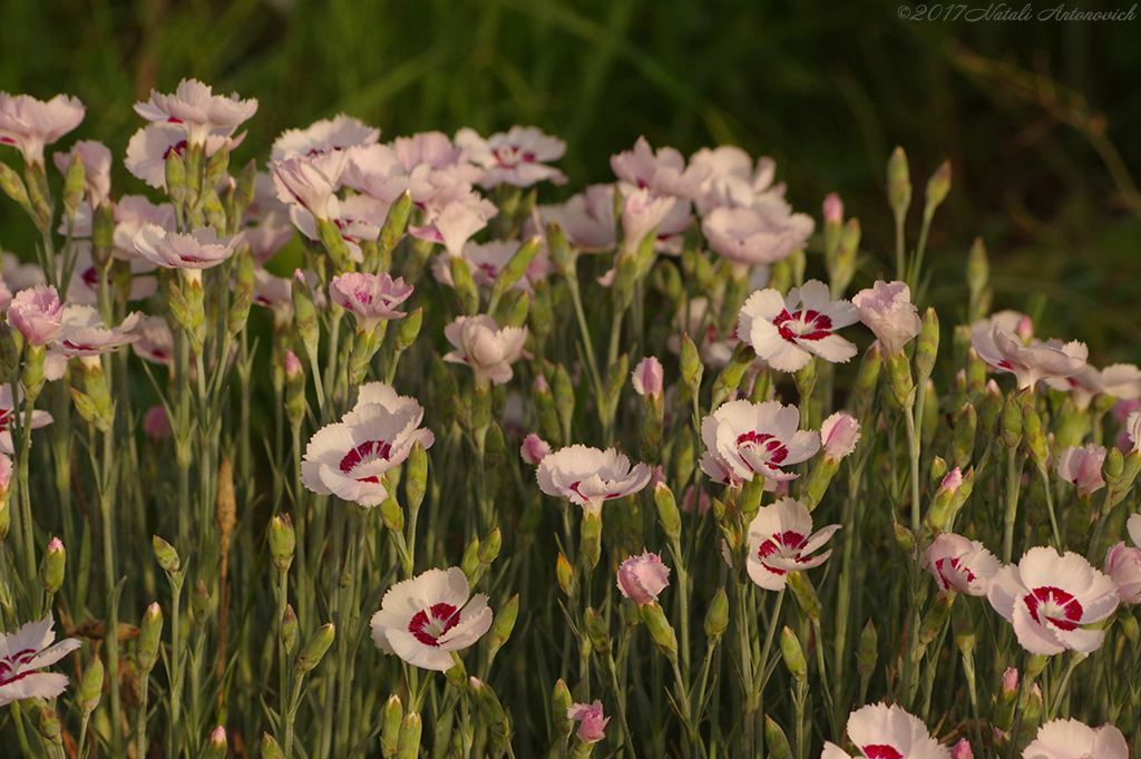 Album "Afbeelding zonder titel" | Fotografie afbeelding "Bloemen" door Natali Antonovich in Archief/Foto Voorraad.