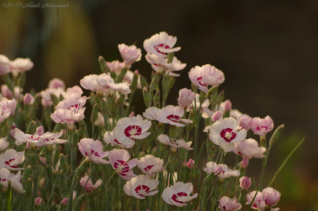 Album "Image sans titre" | Image de photographie "Fleurs" de Natali Antonovich en photostock.