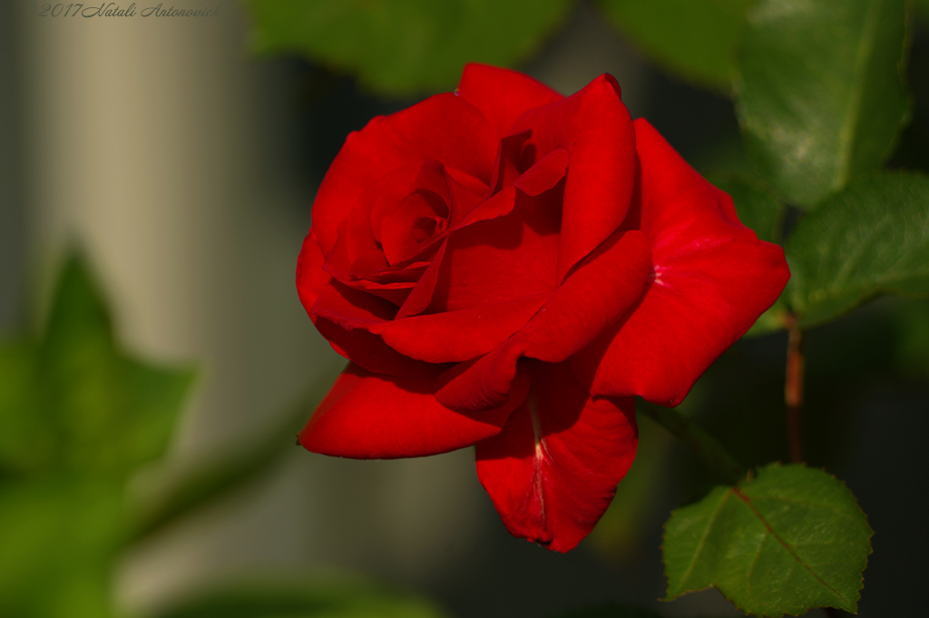 Album "Afbeelding zonder titel" | Fotografie afbeelding "Bloemen" door Natali Antonovich in Archief/Foto Voorraad.