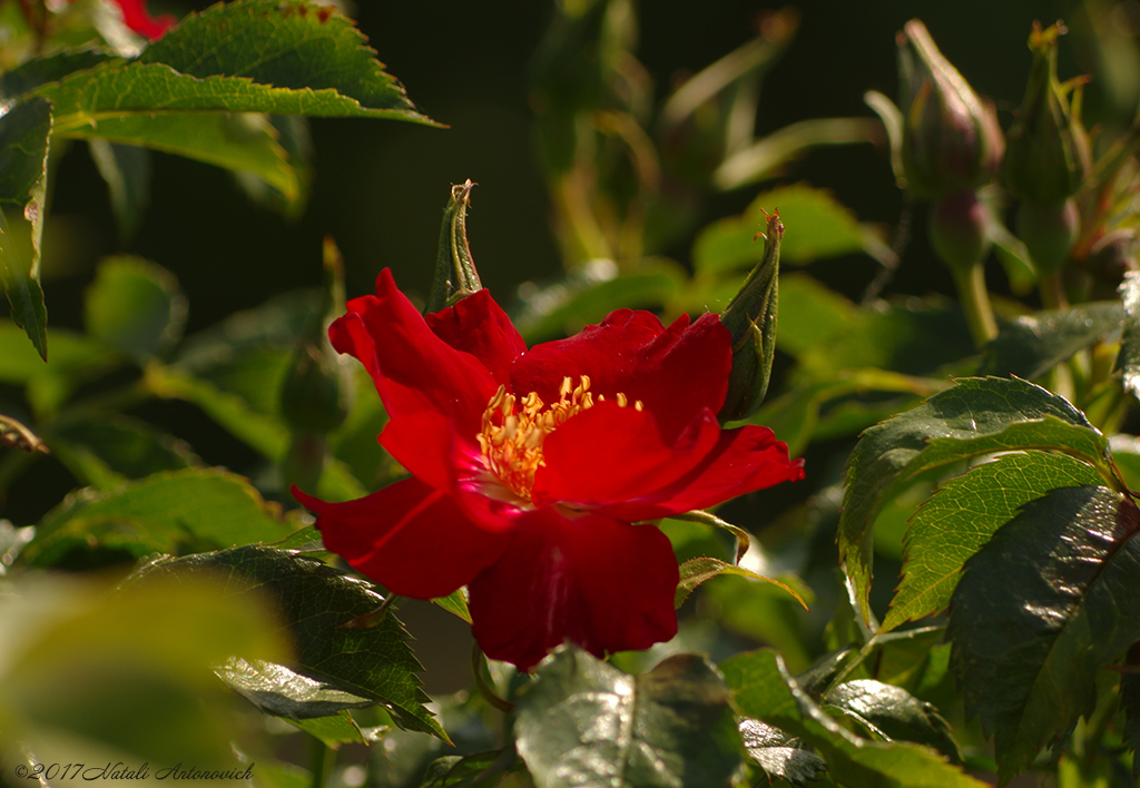 Album "Afbeelding zonder titel" | Fotografie afbeelding "Bloemen" door Natali Antonovich in Archief/Foto Voorraad.