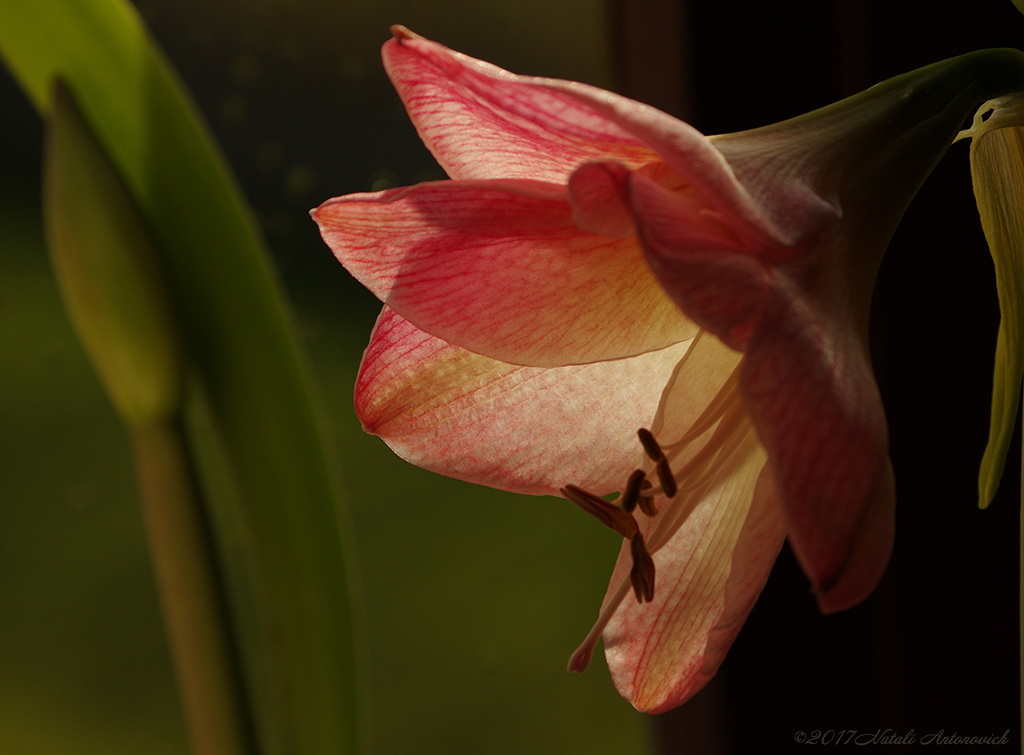 Album "Bild ohne Titel" | Fotografiebild "Blumen" von Natali Antonovich im Sammlung/Foto Lager.