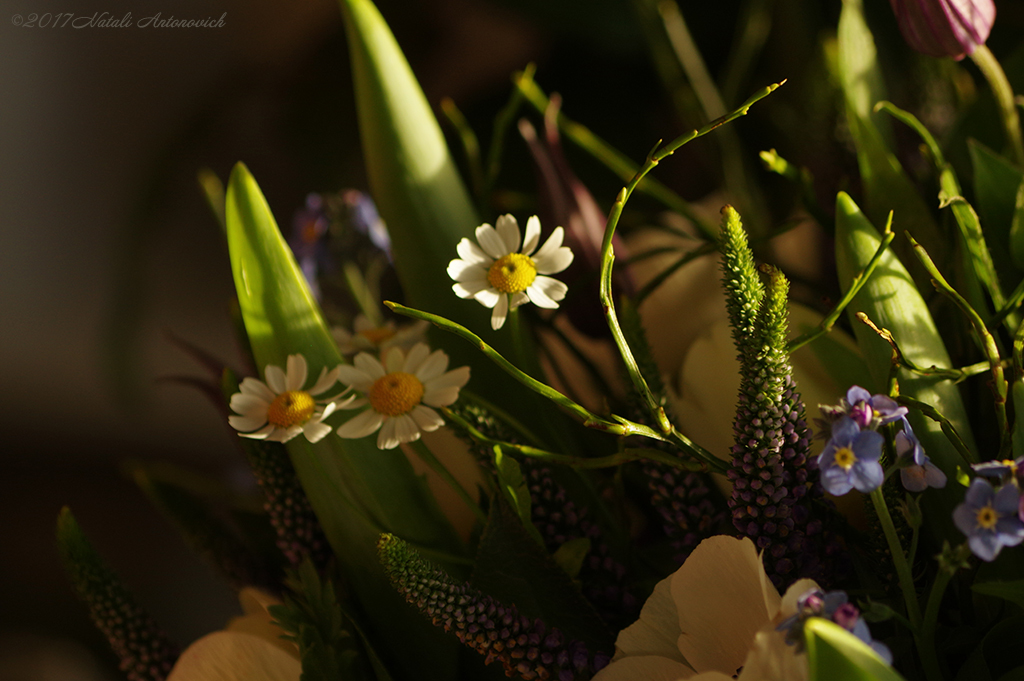 Album "Bild ohne Titel" | Fotografiebild "Blumen" von Natali Antonovich im Sammlung/Foto Lager.