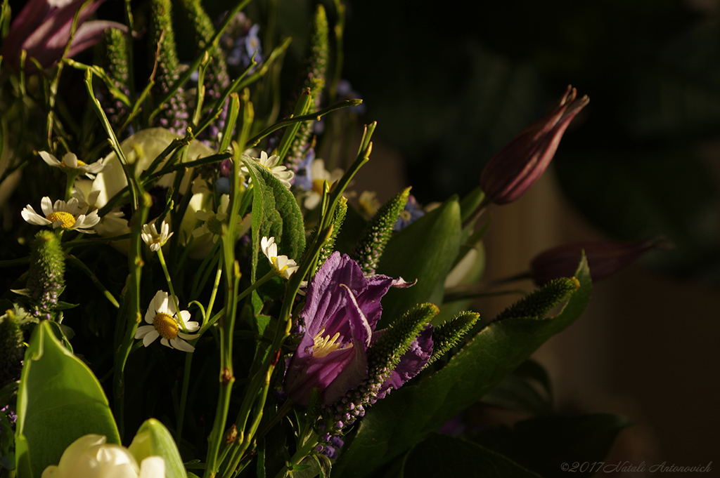 Album "Afbeelding zonder titel" | Fotografie afbeelding "Bloemen" door Natali Antonovich in Archief/Foto Voorraad.