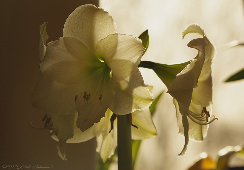 Album "Afbeelding zonder titel" | Fotografie afbeelding "Bloemen" door Natali Antonovich in Archief/Foto Voorraad.