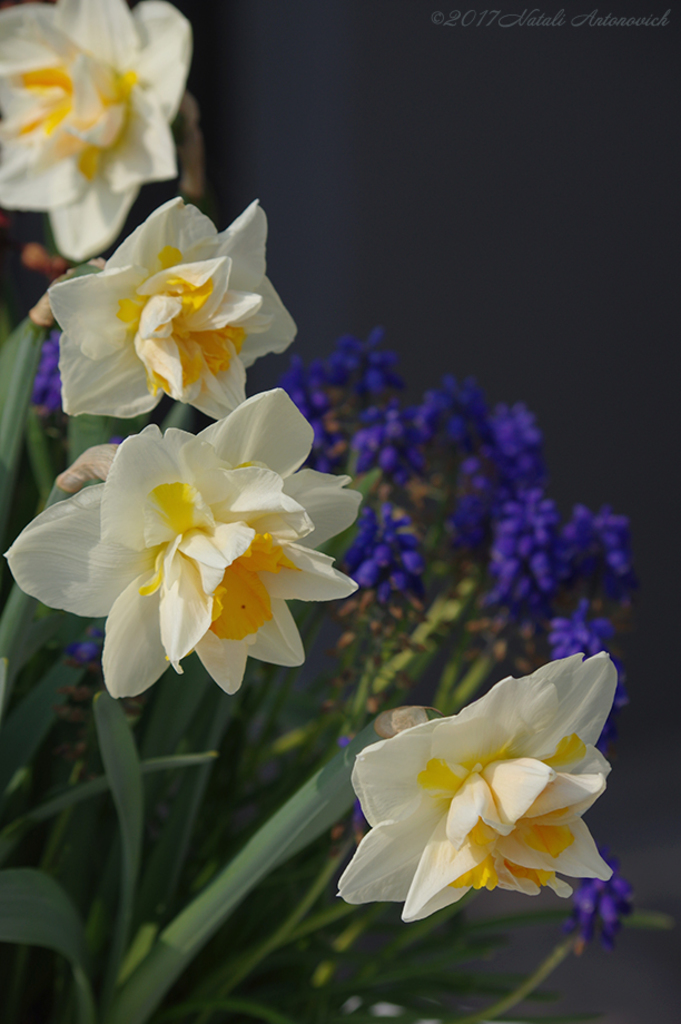 Album "Bild ohne Titel" | Fotografiebild "Blumen" von Natali Antonovich im Sammlung/Foto Lager.