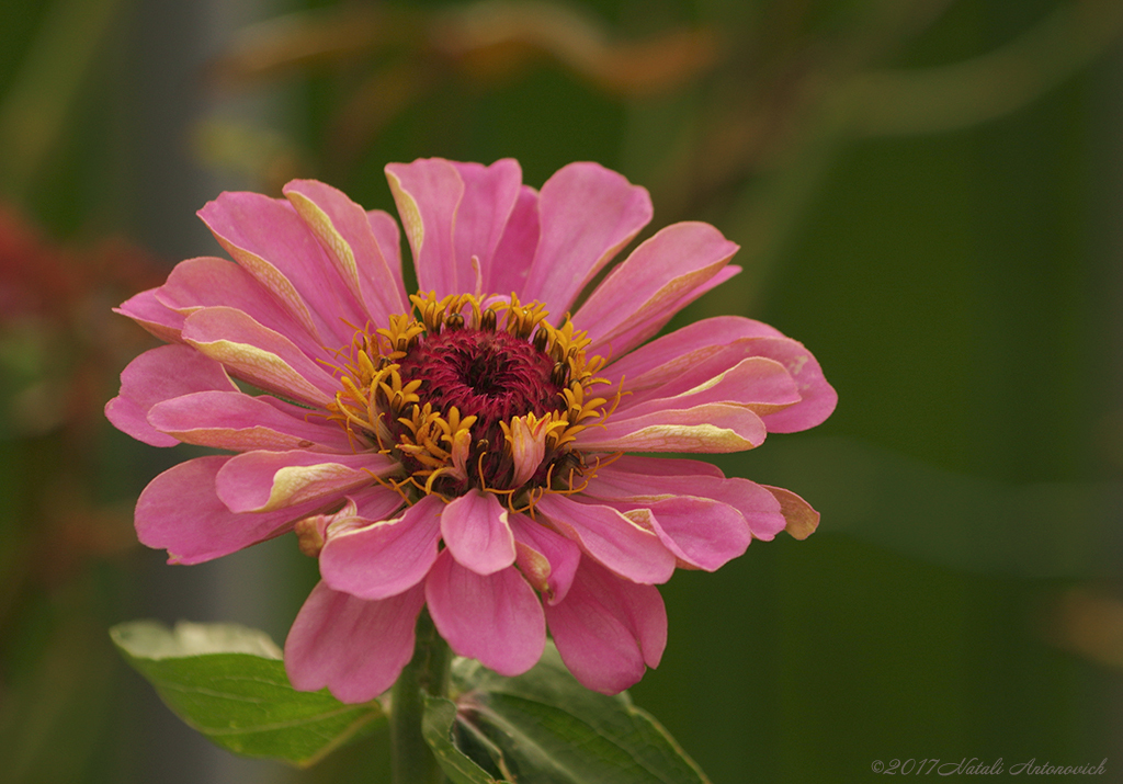 Album "Bild ohne Titel" | Fotografiebild "Blumen" von Natali Antonovich im Sammlung/Foto Lager.