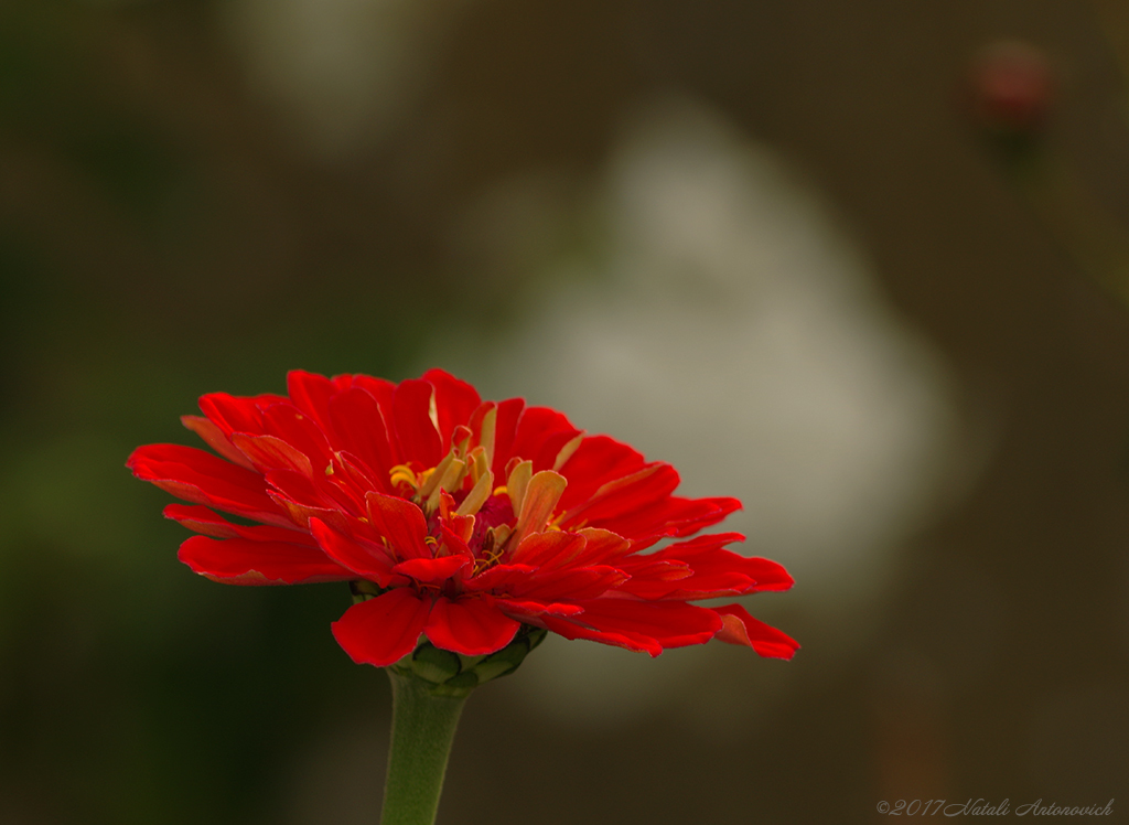 Album "Afbeelding zonder titel" | Fotografie afbeelding "Bloemen" door Natali Antonovich in Archief/Foto Voorraad.