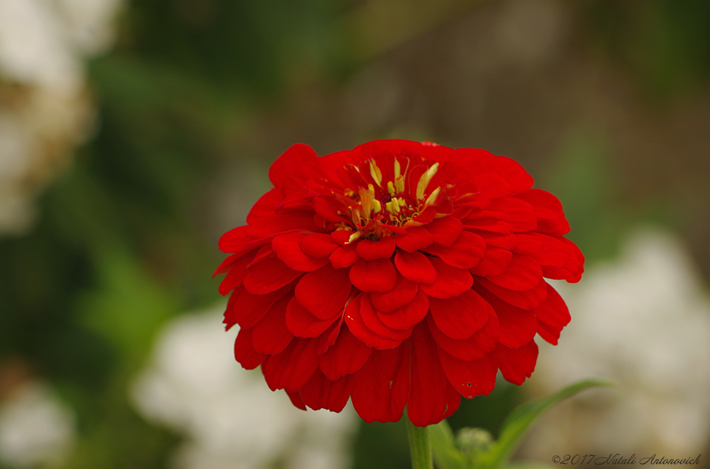 Album "Afbeelding zonder titel" | Fotografie afbeelding "Bloemen" door Natali Antonovich in Archief/Foto Voorraad.