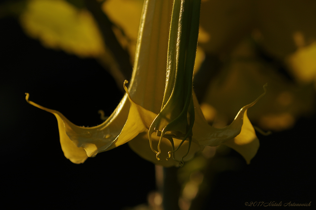 Album "Afbeelding zonder titel" | Fotografie afbeelding "Bloemen" door Natali Antonovich in Archief/Foto Voorraad.