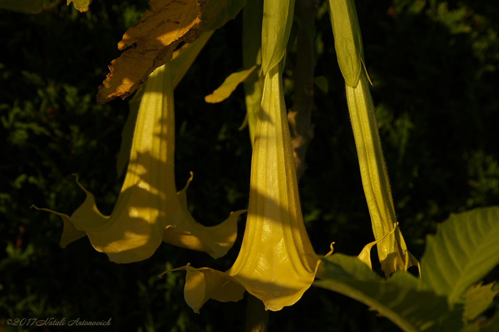 Album "Image sans titre" | Image de photographie "Fleurs" de Natali Antonovich en photostock.